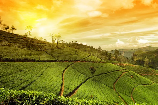 Farm fields