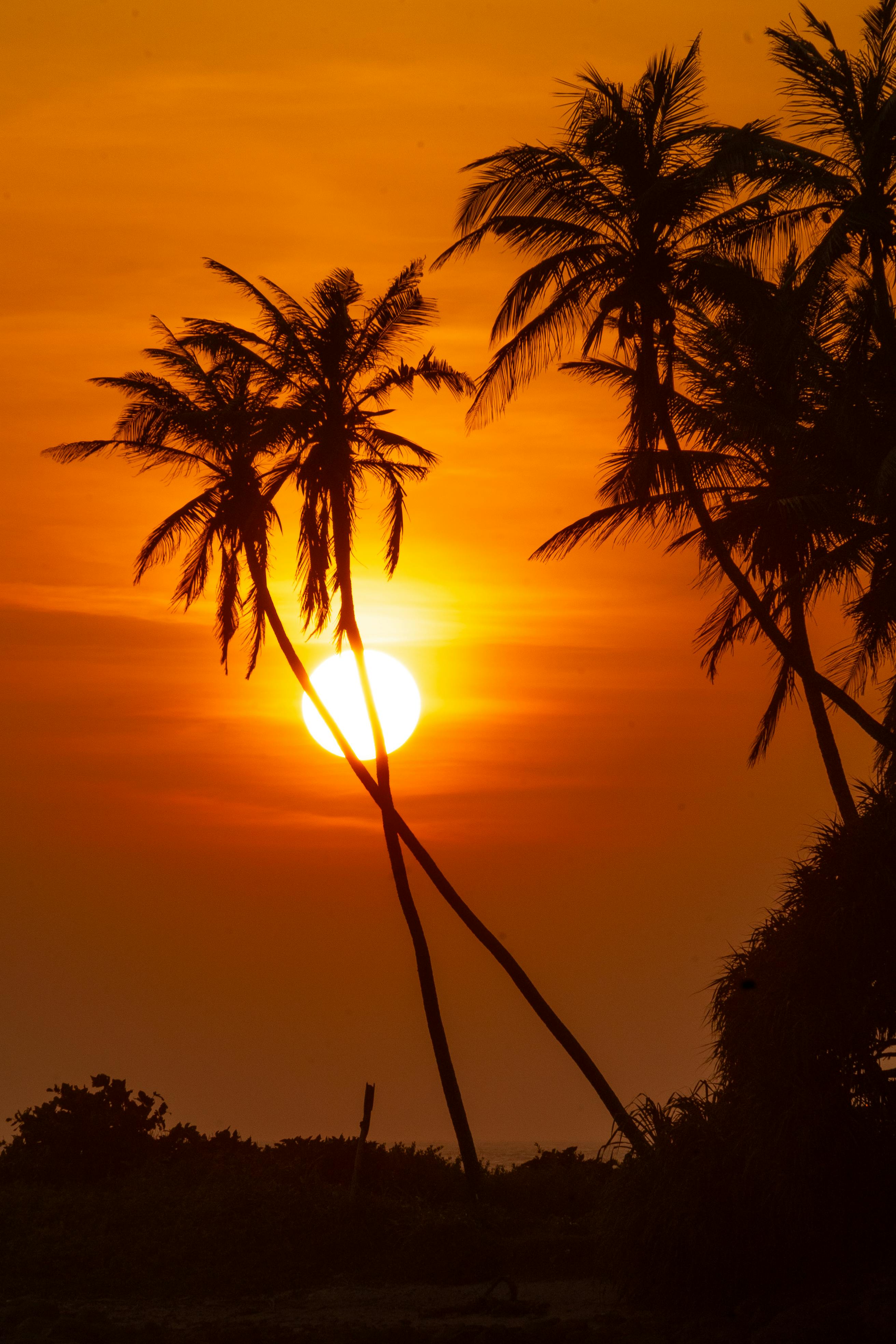 Sunset at La Palm Farms